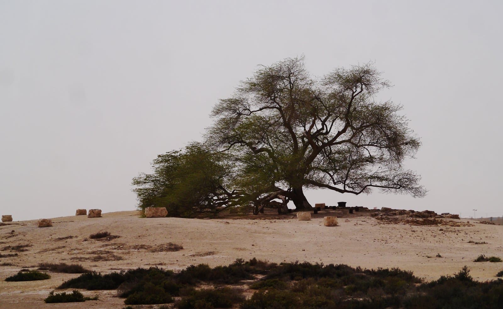 The Tree of Life standing alone on a low rise in Bahrain's Sakhir desert